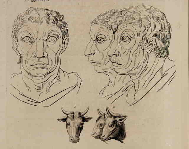 Goat faces in front and profile views with corresponding goat like human faces below